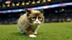 Grumpy cat